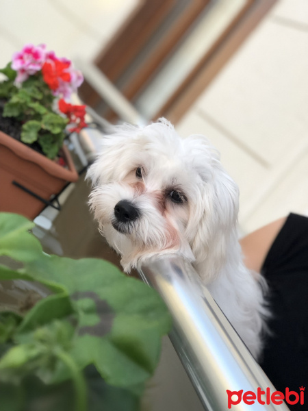 Maltese, Köpek  şira fotoğrafı
