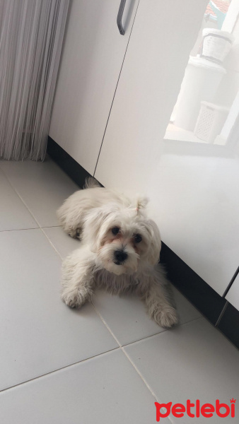 Maltese, Köpek  şira fotoğrafı