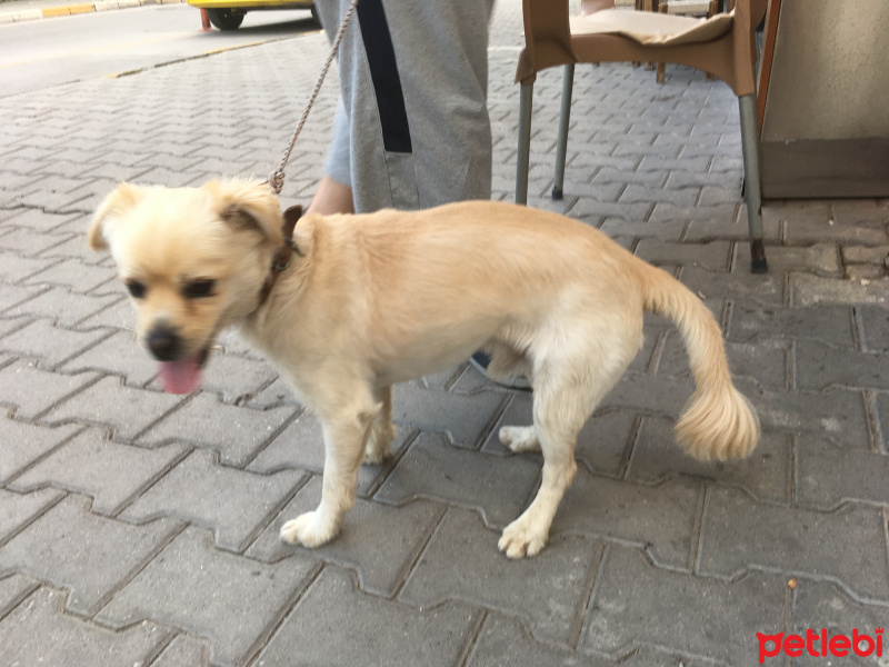 Pug, Köpek  Dere fotoğrafı