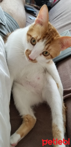 Laperm, Kedi  Riko fotoğrafı