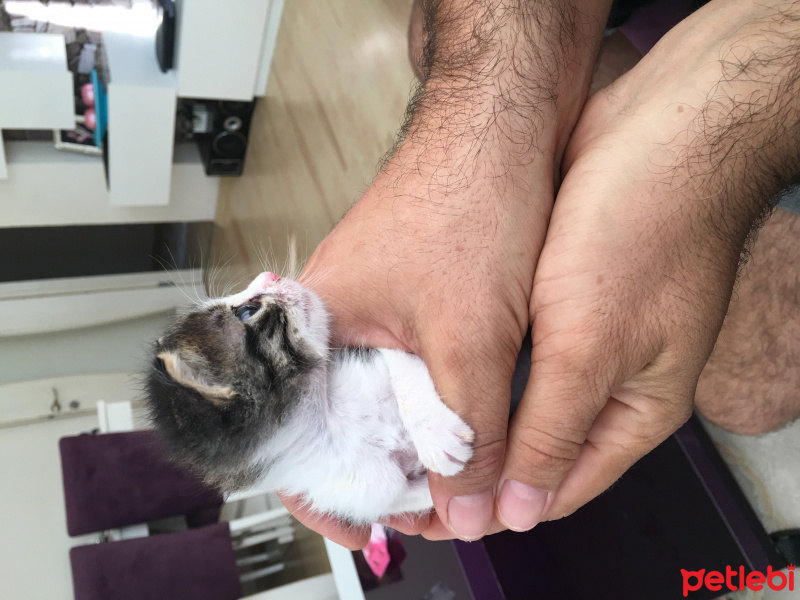 Tekir Kedi, Kedi  Edi fotoğrafı