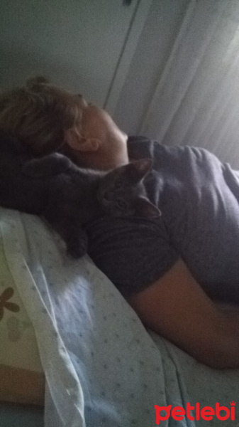 Mavi Rus, Kedi  Duman fotoğrafı