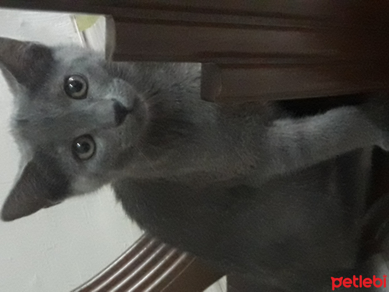 Mavi Rus, Kedi  Duman fotoğrafı