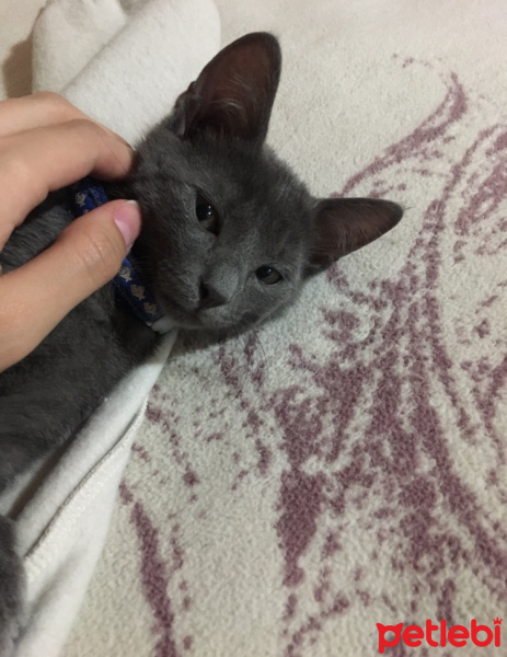 Chartreux, Kedi  Gümüş fotoğrafı