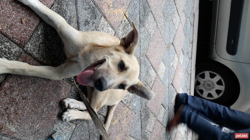 Sokö (Sokak Köpeği), Köpek  şanslı fotoğrafı