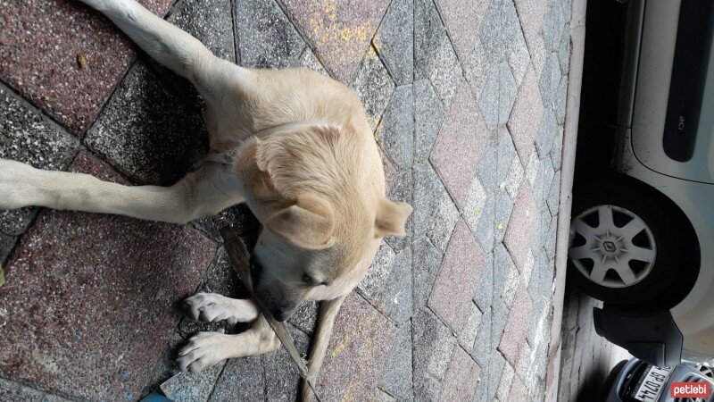 Sokö (Sokak Köpeği), Köpek  şanslı fotoğrafı