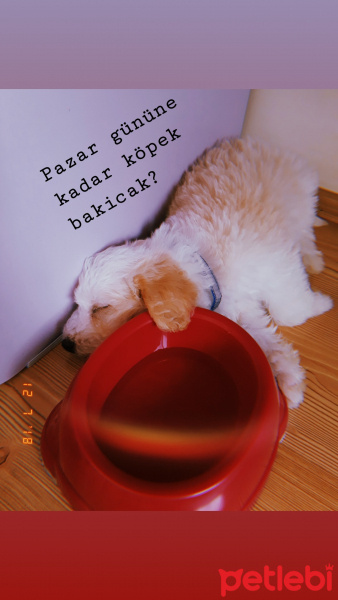 Maltese, Köpek  Toby fotoğrafı