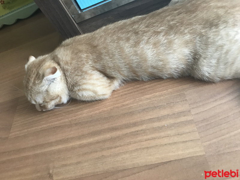Scottish Fold, Kedi  Limon fotoğrafı