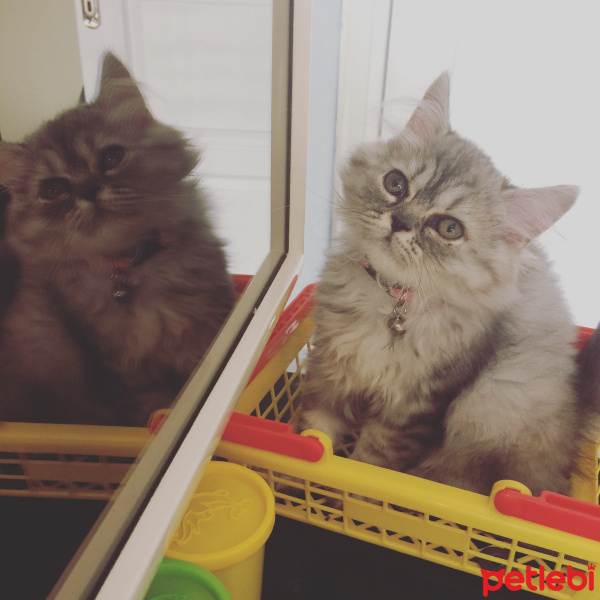 İran Kedisi (Persian), Kedi  Fıstık fotoğrafı