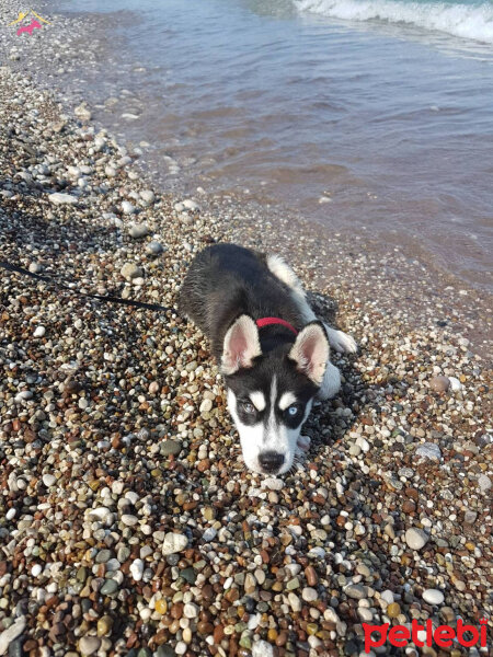 Sibirya Kurdu (Husky), Köpek  ARES fotoğrafı