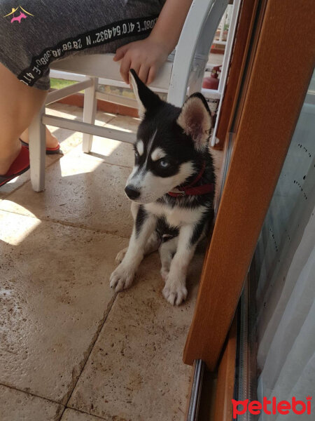 Sibirya Kurdu (Husky), Köpek  ARES fotoğrafı