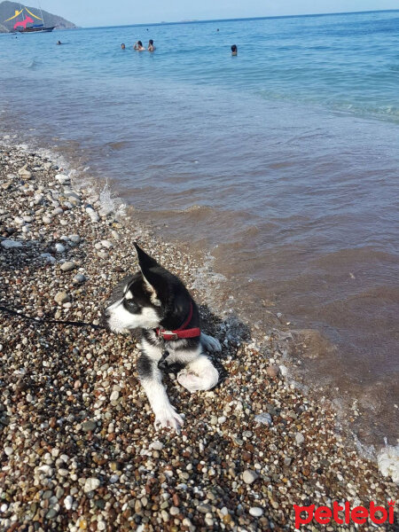 Sibirya Kurdu (Husky), Köpek  ARES fotoğrafı