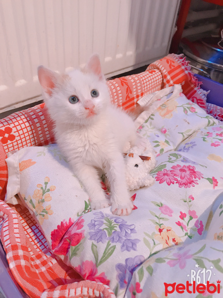 Van Kedisi, Kedi  Prens bey fotoğrafı