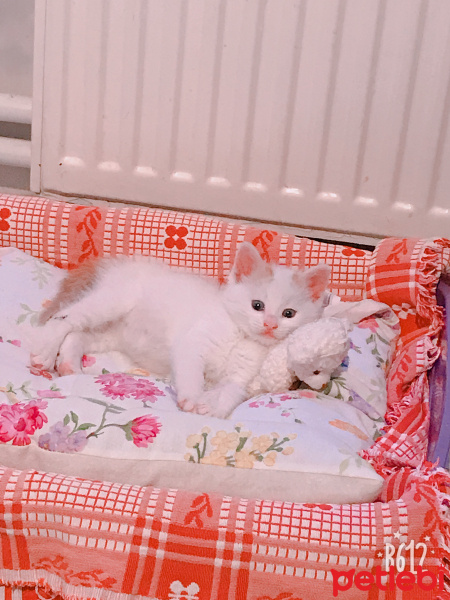 Van Kedisi, Kedi  Prens bey fotoğrafı