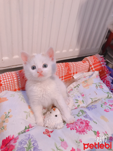 Van Kedisi, Kedi  Prens bey fotoğrafı