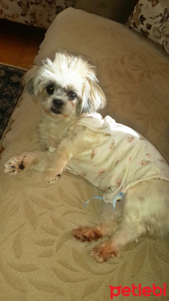 Shih Tzu, Köpek  Maşa fotoğrafı