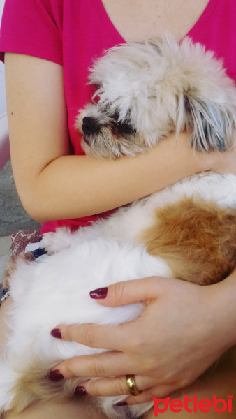 Shih Tzu, Köpek  Maşa fotoğrafı