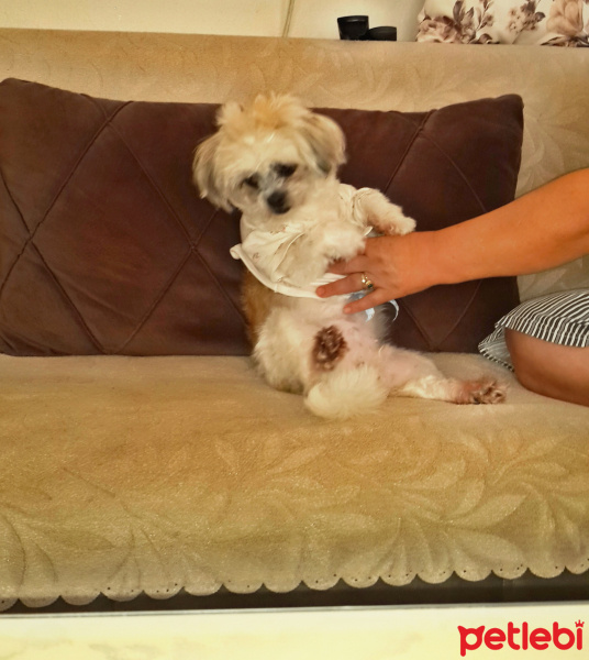 Shih Tzu, Köpek  Maşa fotoğrafı