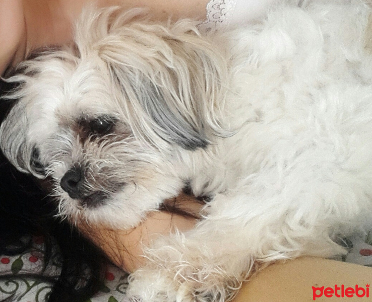 Shih Tzu, Köpek  Maşa fotoğrafı