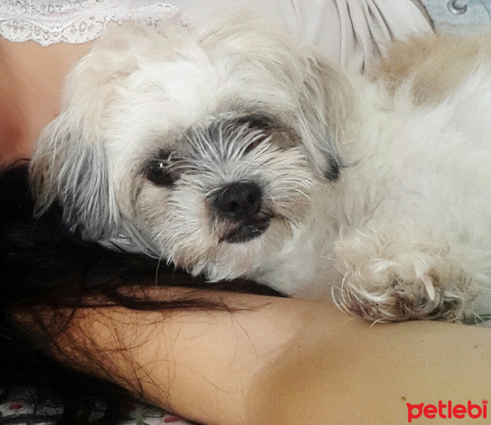 Shih Tzu, Köpek  Maşa fotoğrafı