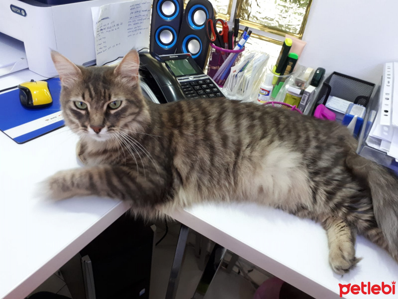Tekir Kedi, Kedi  duman fotoğrafı