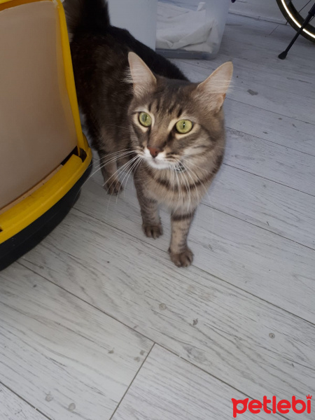 Tekir Kedi, Kedi  duman fotoğrafı
