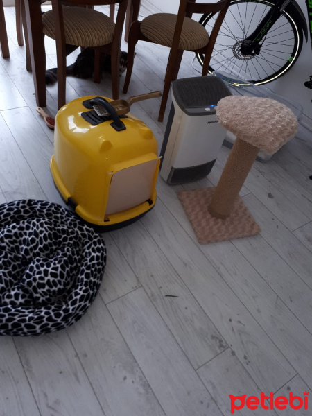 Tekir Kedi, Kedi  duman fotoğrafı