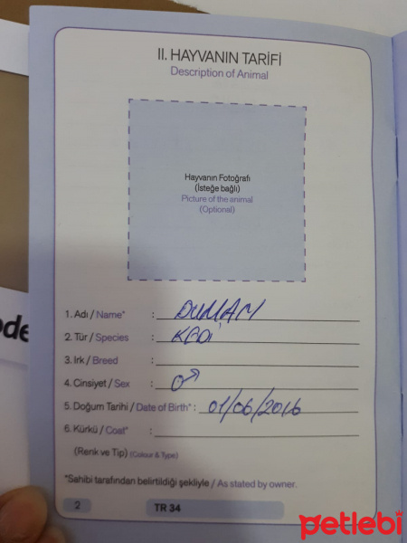 Tekir Kedi, Kedi  duman fotoğrafı