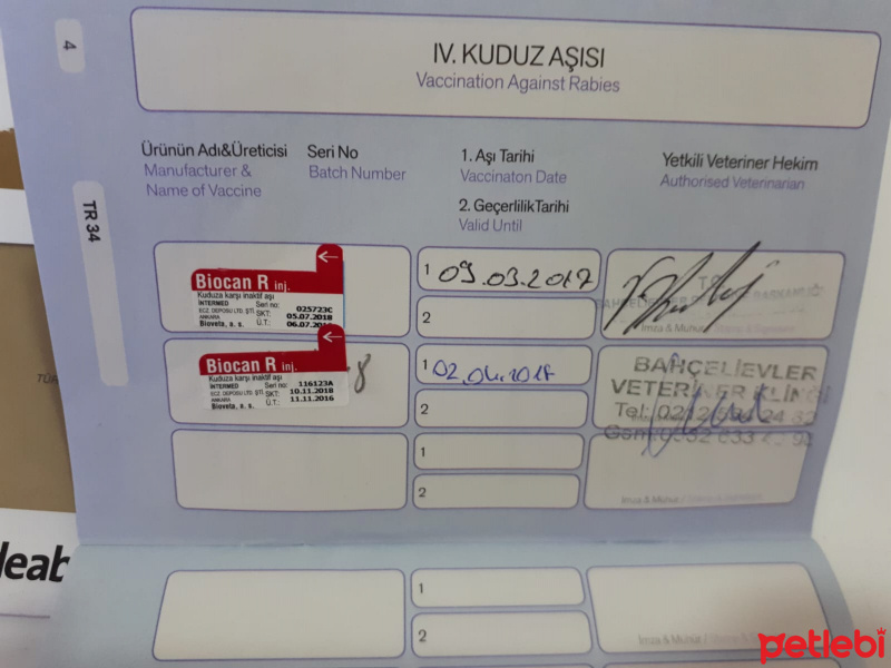 Tekir Kedi, Kedi  duman fotoğrafı