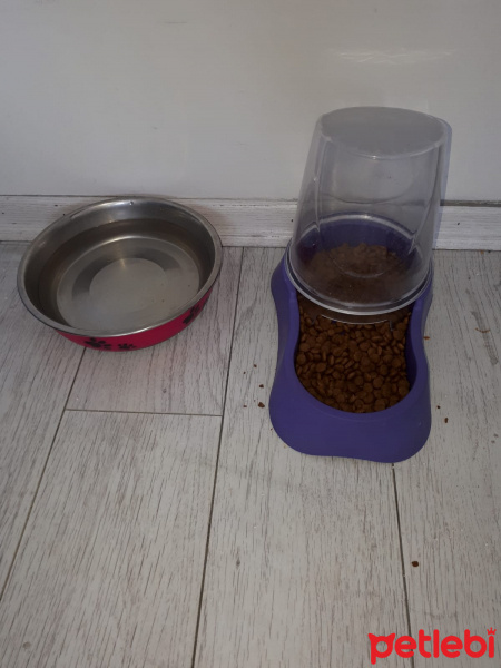 Tekir Kedi, Kedi  duman fotoğrafı