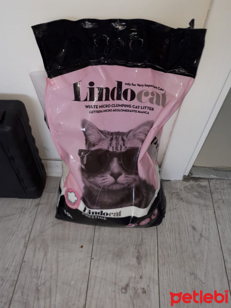 Tekir Kedi, Kedi  duman fotoğrafı