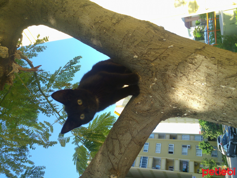 Tekir Kedi, Kedi  Sütlüm fotoğrafı