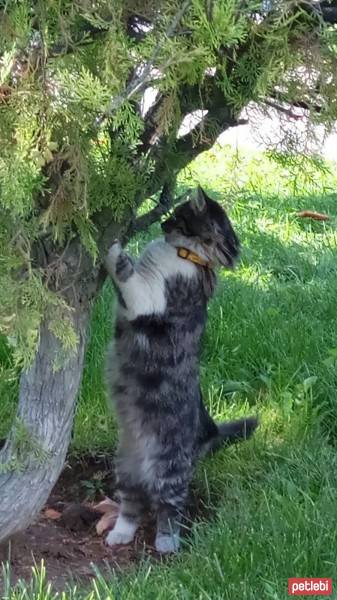 Norwegian Forest, Kedi  mırmır  fotoğrafı