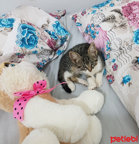 Tekir Kedi, Kedi  Topak fotoğrafı