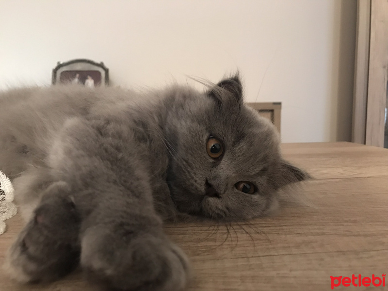 Scottish Fold, Kedi  Monşer fotoğrafı