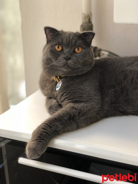 Scottish Fold, Kedi  Müco fotoğrafı