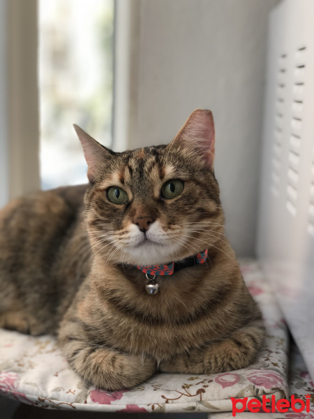 Scottish Fold, Kedi  Müco fotoğrafı