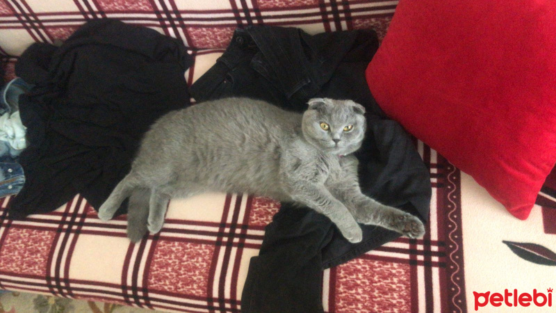 Scottish Fold, Kedi  Zilli fotoğrafı