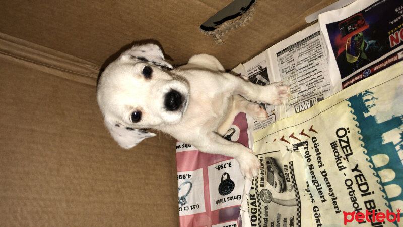 Sokö (Sokak Köpeği), Köpek  Amor fotoğrafı