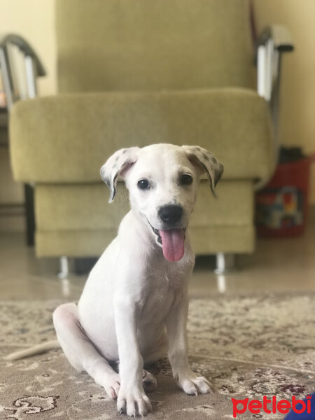 Sokö (Sokak Köpeği), Köpek  Amor fotoğrafı