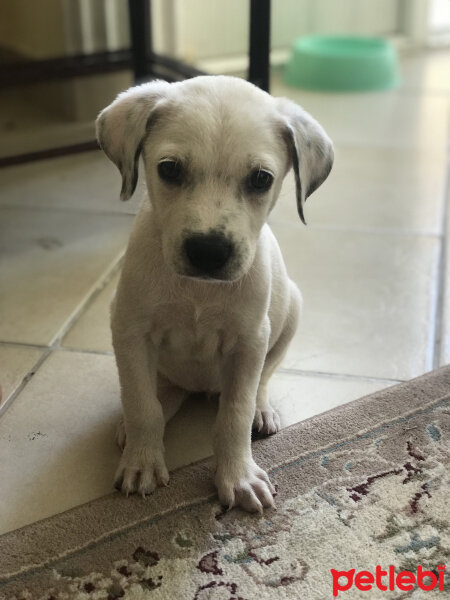 Sokö (Sokak Köpeği), Köpek  Amor fotoğrafı