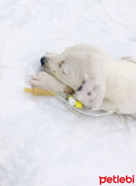 Sokö (Sokak Köpeği), Köpek  Amor fotoğrafı