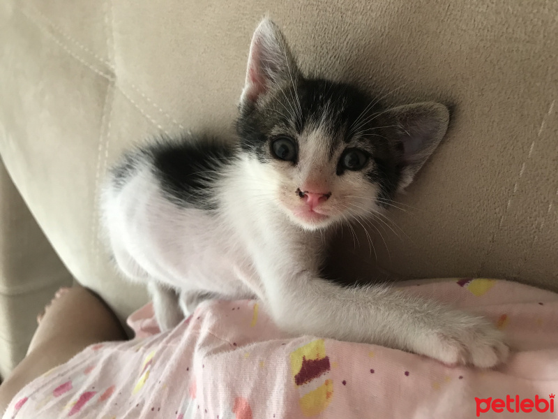 Tekir Kedi, Kedi  Rıfkı fotoğrafı