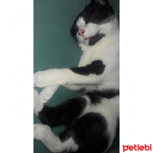 Tekir Kedi, Kedi  Gofret fotoğrafı