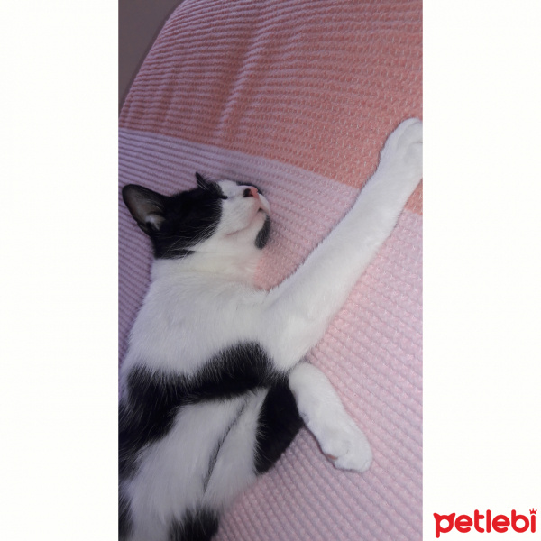 Tekir Kedi, Kedi  Gofret fotoğrafı