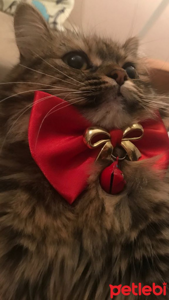 Tekir Kedi, Kedi  zeytin fotoğrafı
