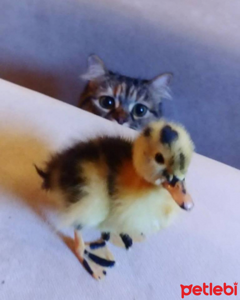 Tekir Kedi, Kedi  zeytin fotoğrafı