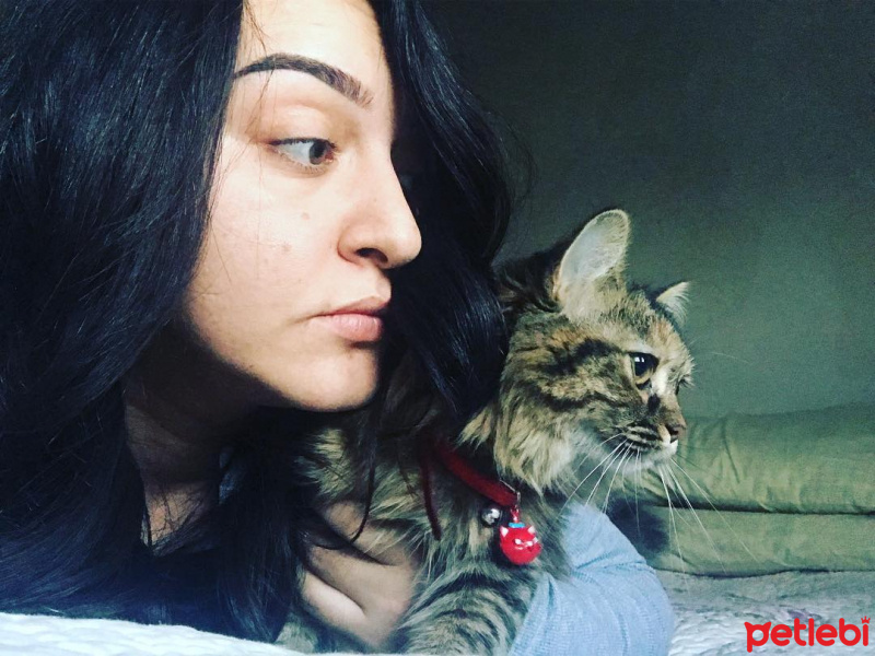Tekir Kedi, Kedi  zeytin fotoğrafı