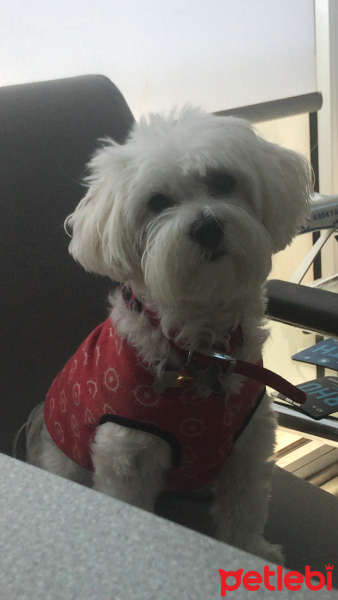 Maltese, Köpek  Miço fotoğrafı