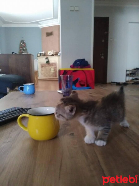 Tekir Kedi, Kedi  cadı fotoğrafı